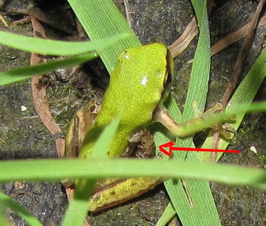 Larva parassita di anfibi: Epomis circumscriptus (Carabidae)